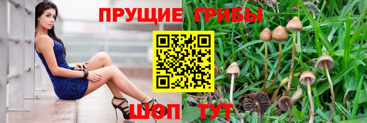 Галлюциногенные грибы Cubensis  Вход с VPN  Мончегорск 
